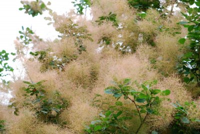 Cotinus coggygria 'Royal purple' - ruj vlasatá - květenství